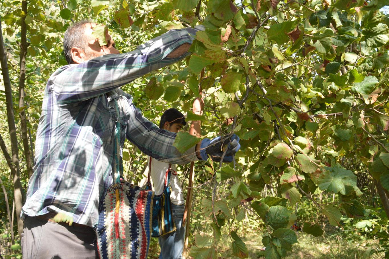Bitlis'te fındık hasadı başladı